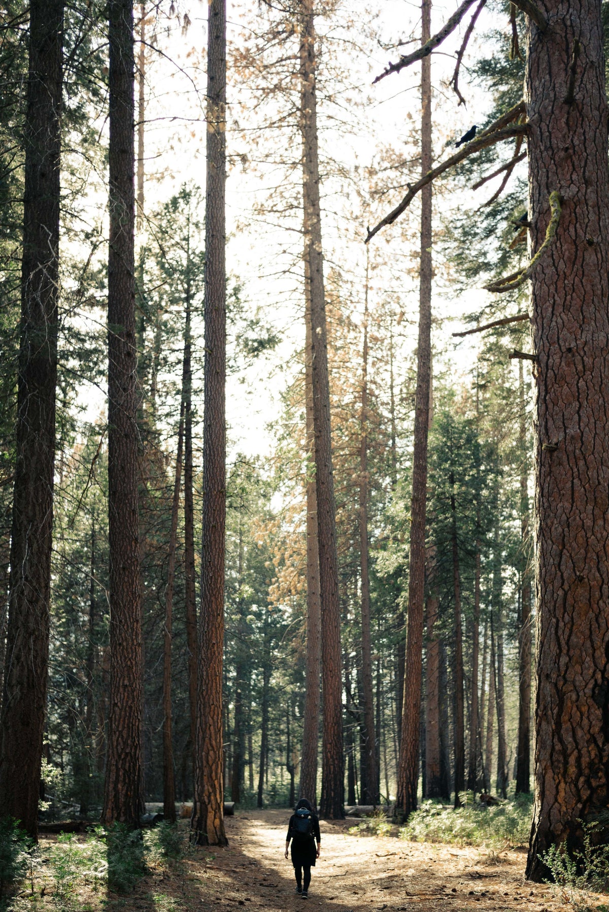Tall evergreen trees rise against the sky. There is a person walking through the trees on a path in the lowermost center point of the image.